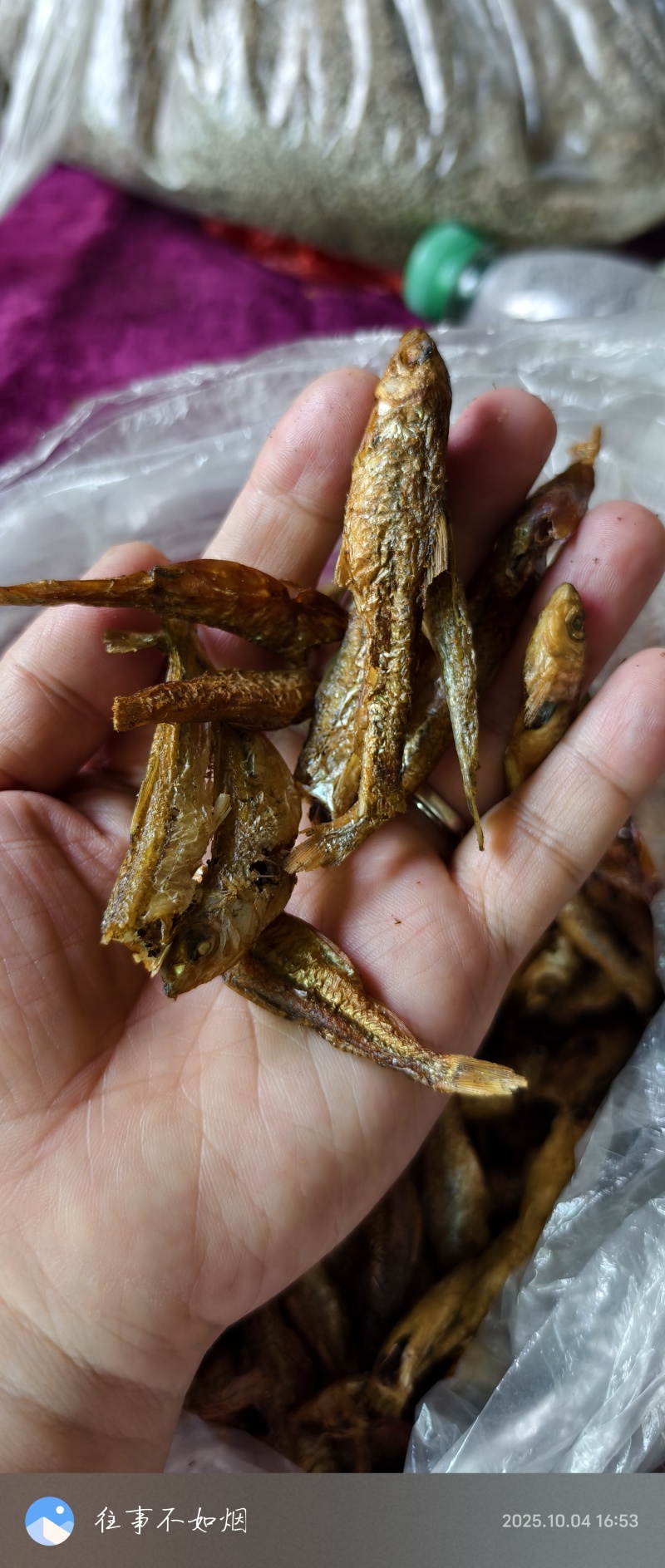 麻嫩子