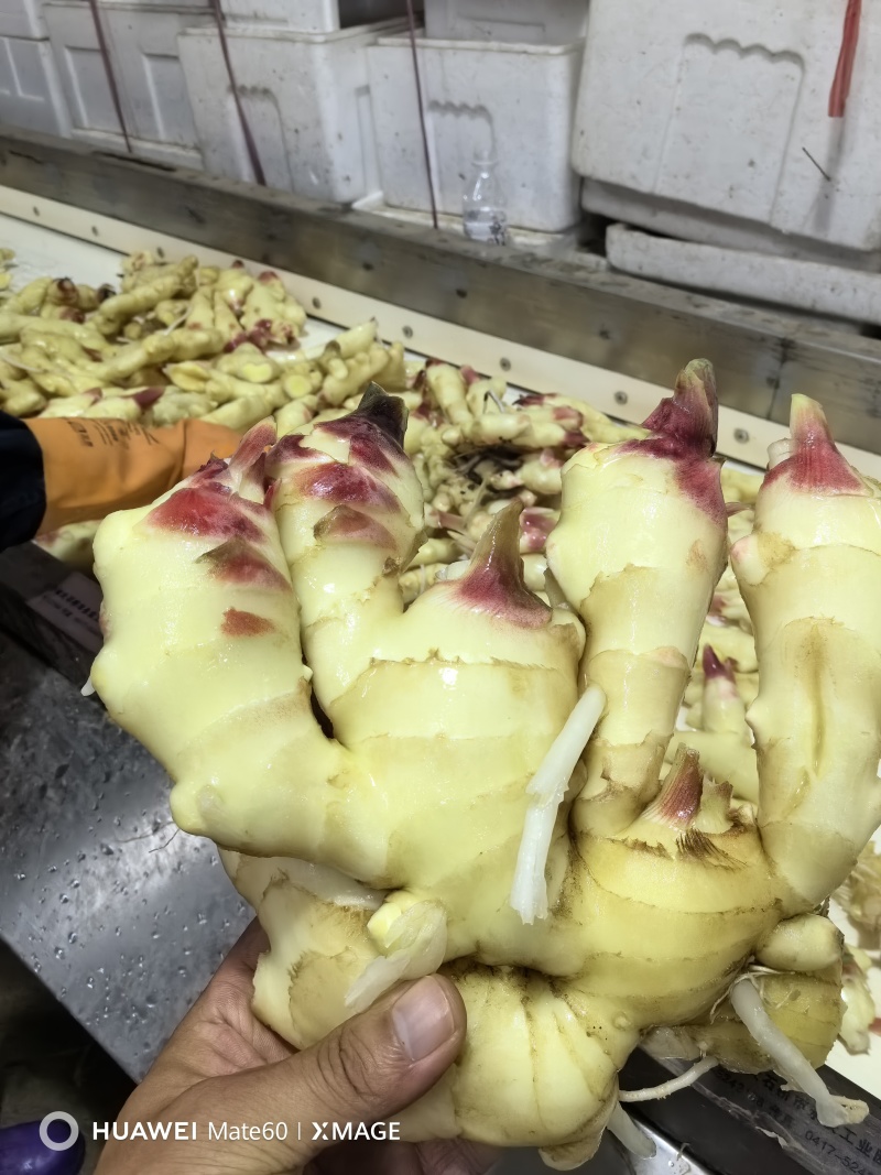 绥中生姜咸菜姜商品姜产地货源充足质量好全国发货，小车不卖
