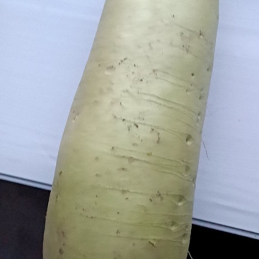 大萝卜