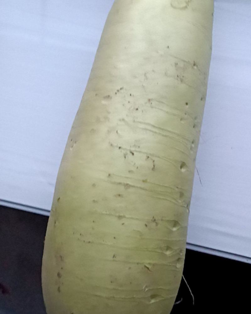 大萝卜