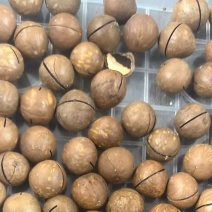 夏威夷果批发