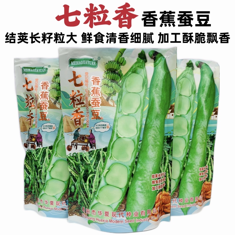 七粒香蚕豆种子香蕉蚕豆种籽特大蚕豆种子高产罗汉豆耐寒胡豆