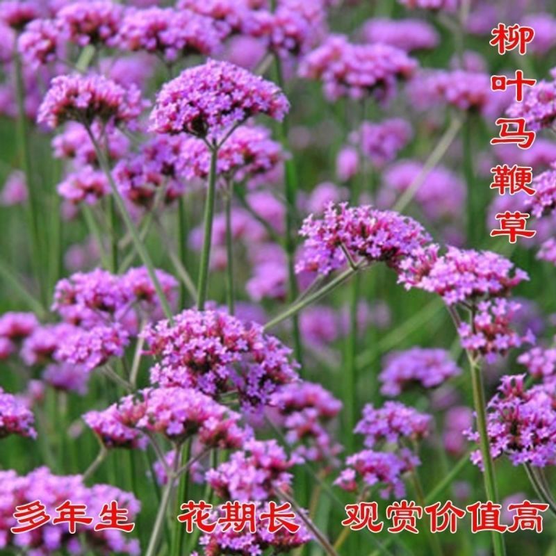 柳叶马鞭草种子花种子多年生草花种子室外园林景观绿化花海