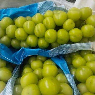 出售各葡萄，