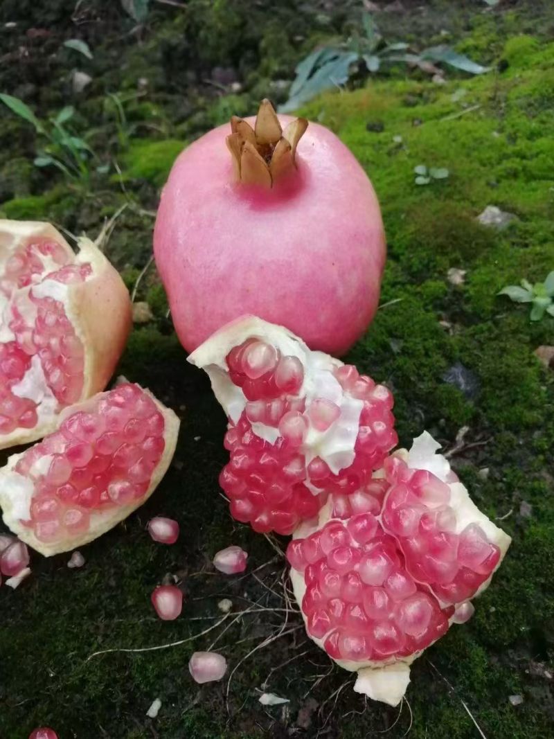 临潼石榴