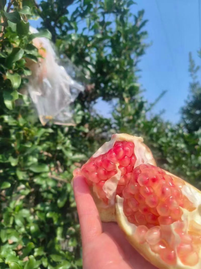 临潼石榴