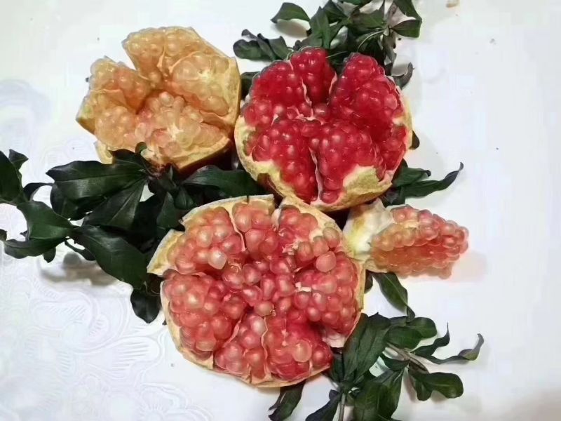 临潼石榴