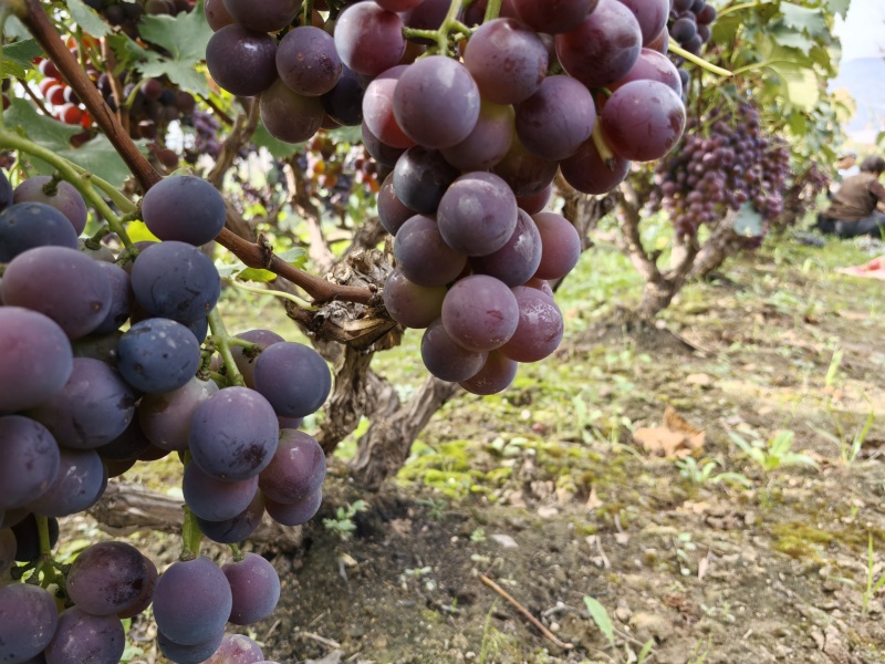 巨峰葡萄（甘肃天水武山县）2000斤