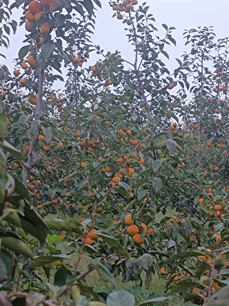 巧克力柿子脆柿，产地货源,对接电商批发商