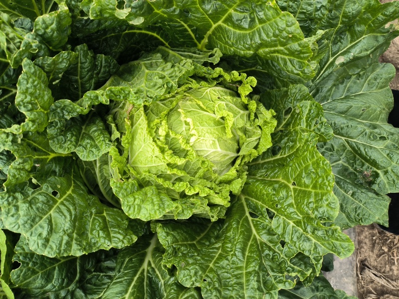黄心大白菜