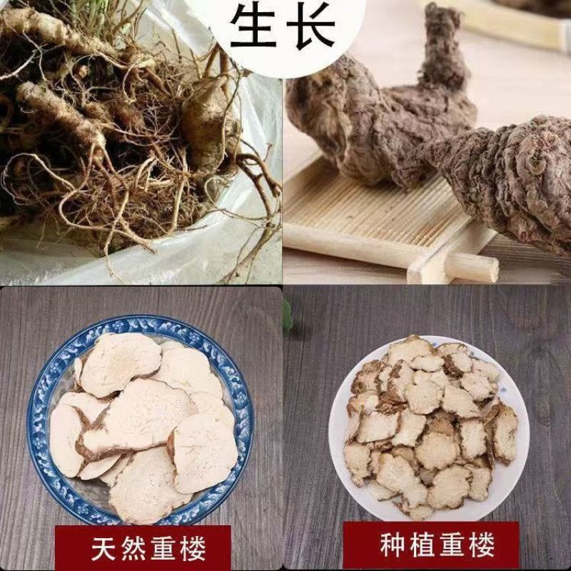 云南野生重楼七叶一枝花中药材重楼蚤休独角新鲜