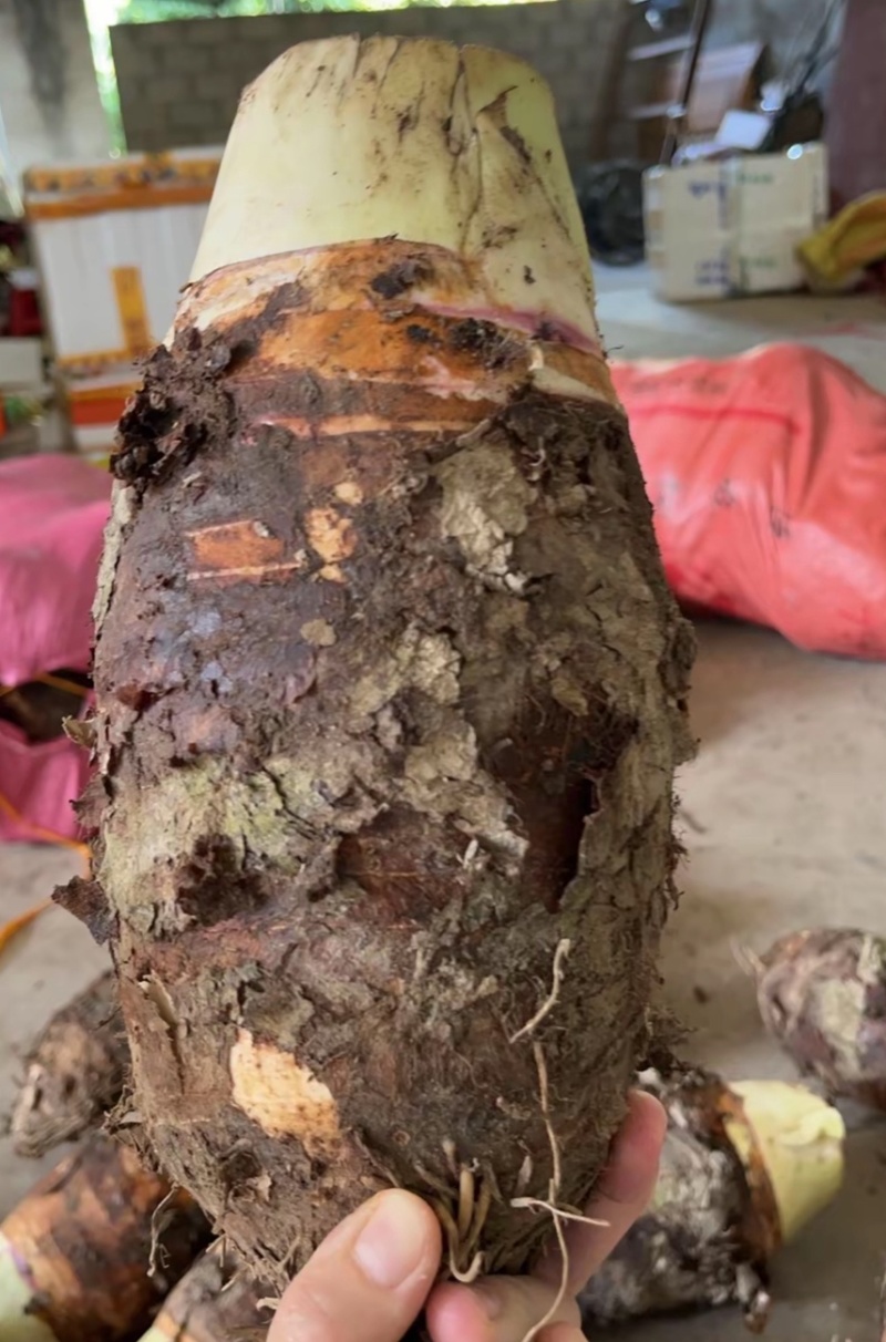 正宗荔浦种子荔浦当地发货大基地品质靠谱