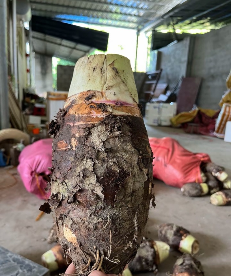 正宗荔浦种子荔浦当地发货大基地品质靠谱