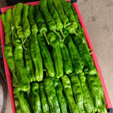 新上市费县鲜辣椒，薄皮椒大陇椒301尖椒齐全