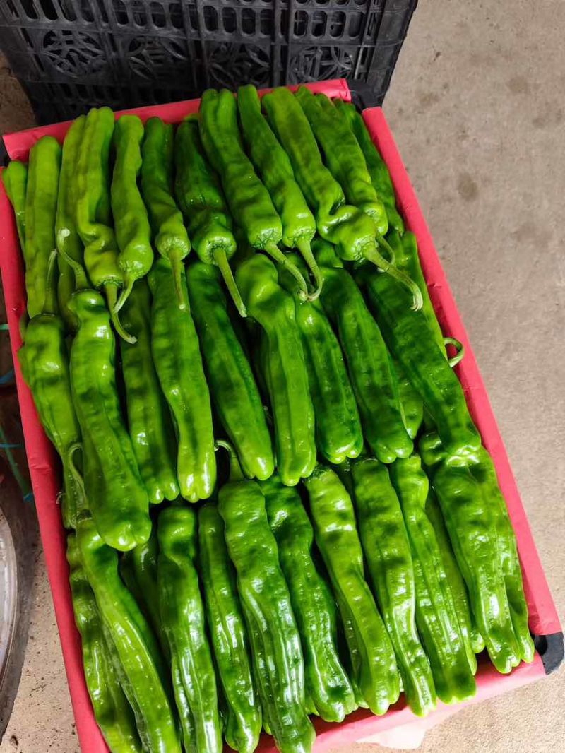 新上市费县鲜辣椒，薄皮椒大陇椒301尖椒齐全