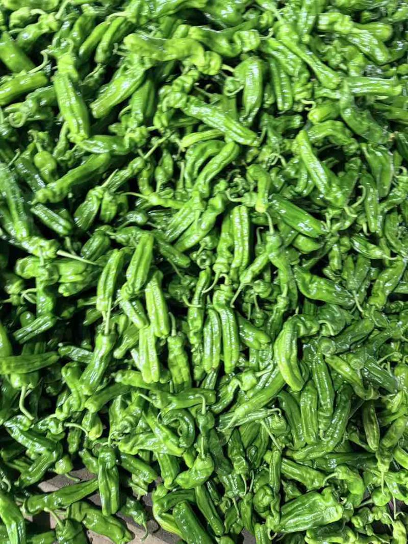 新上市费县鲜辣椒，薄皮椒大陇椒301尖椒齐全