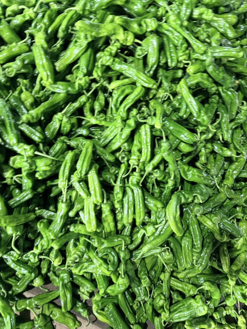 新上市费县鲜辣椒，薄皮椒大陇椒301尖椒齐全