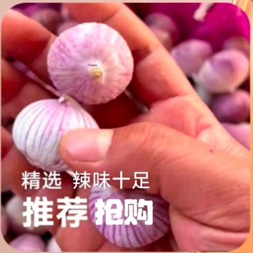 （四川）独头蒜三丫蒜批发（坏烂包赔全国发货）现货供应中