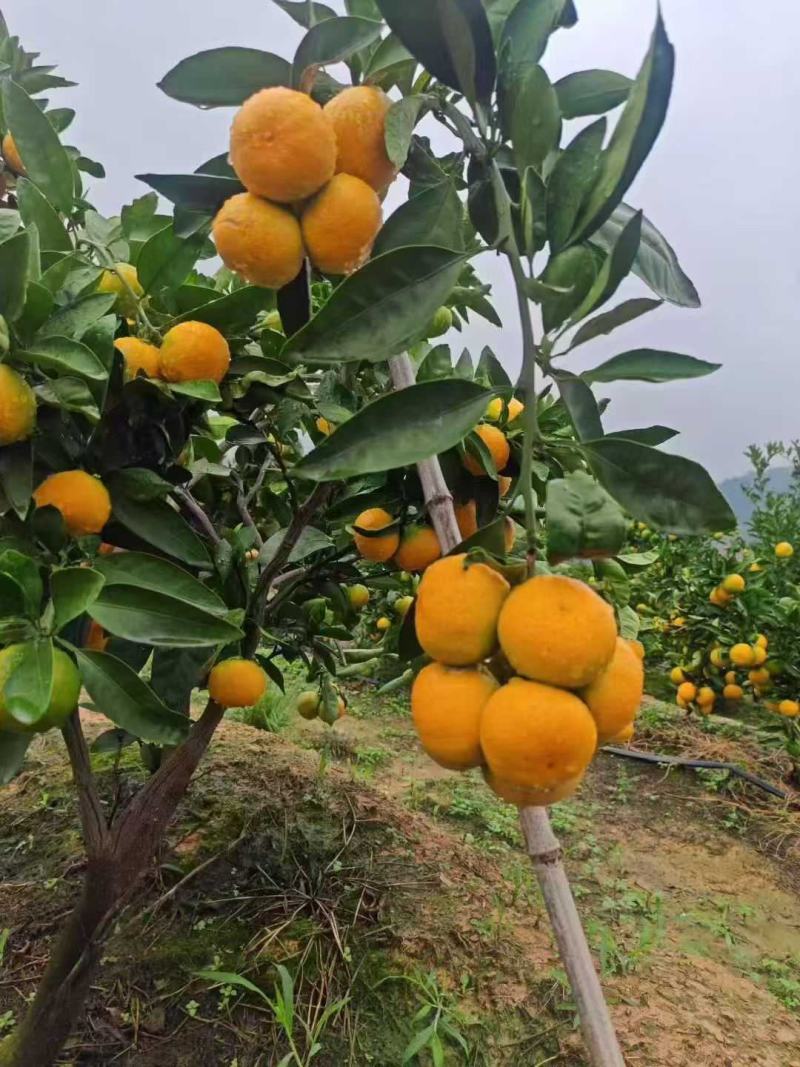 湖北蜜橘，一手货源，产地直销，颜值高，口感好，甜度高