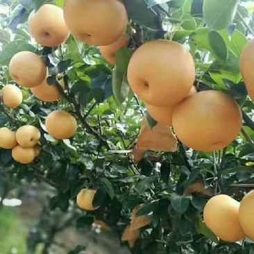 秋月梨