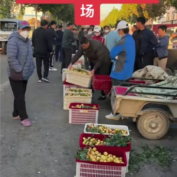 沾化冬枣