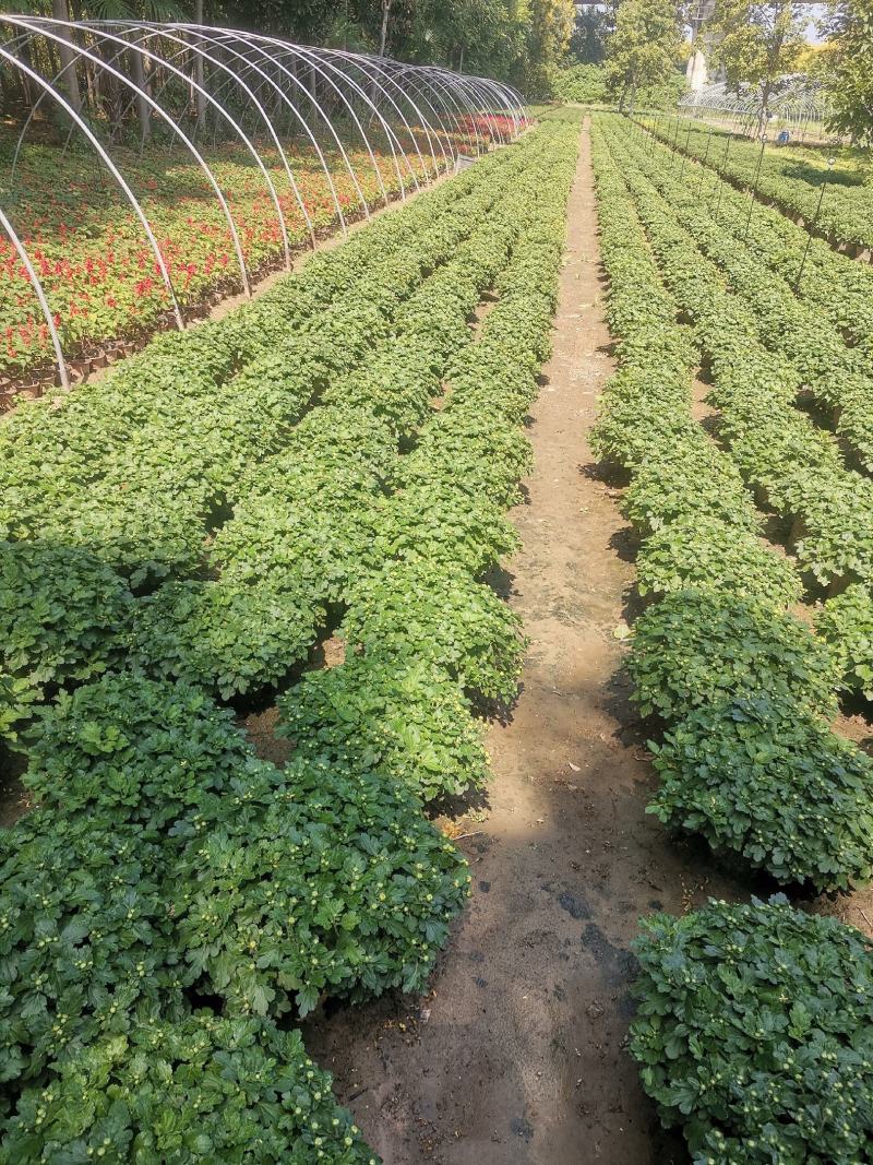 国庆菊，基地批发，量大从优，1加仑盆35-40冠幅