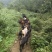 纯放羊山羊