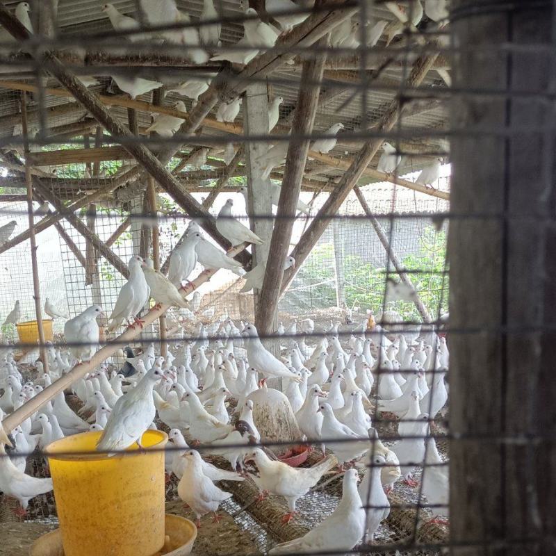 鸽子蛋，乳鸽，中鸽