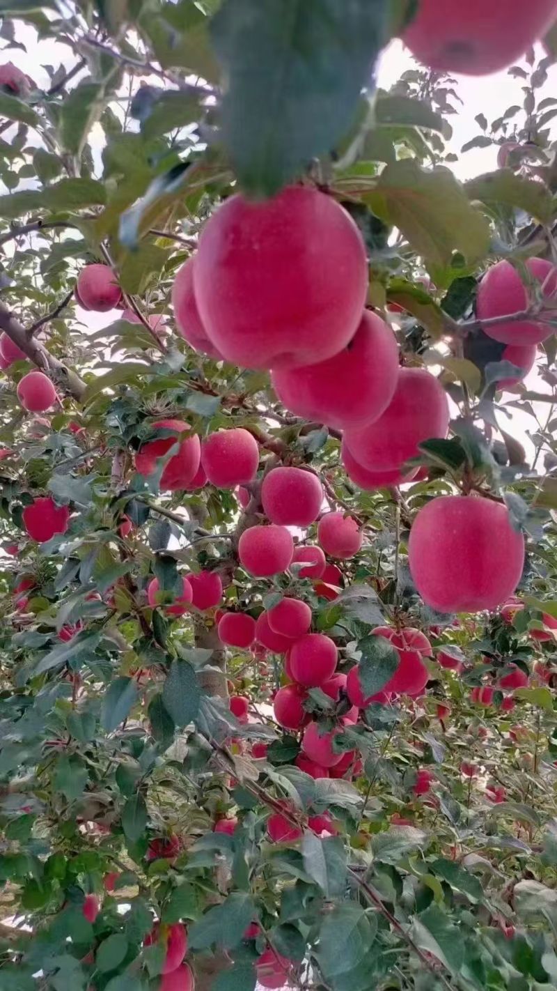 静宁富士苹果