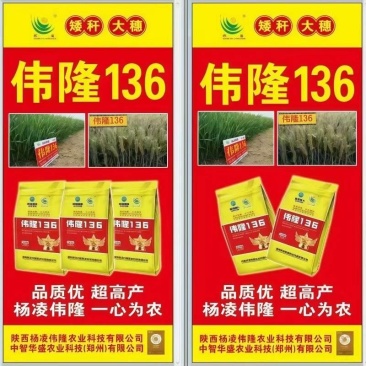 河南小麦种子伟龙136小麦种子高产抗寒抗旱稳产
