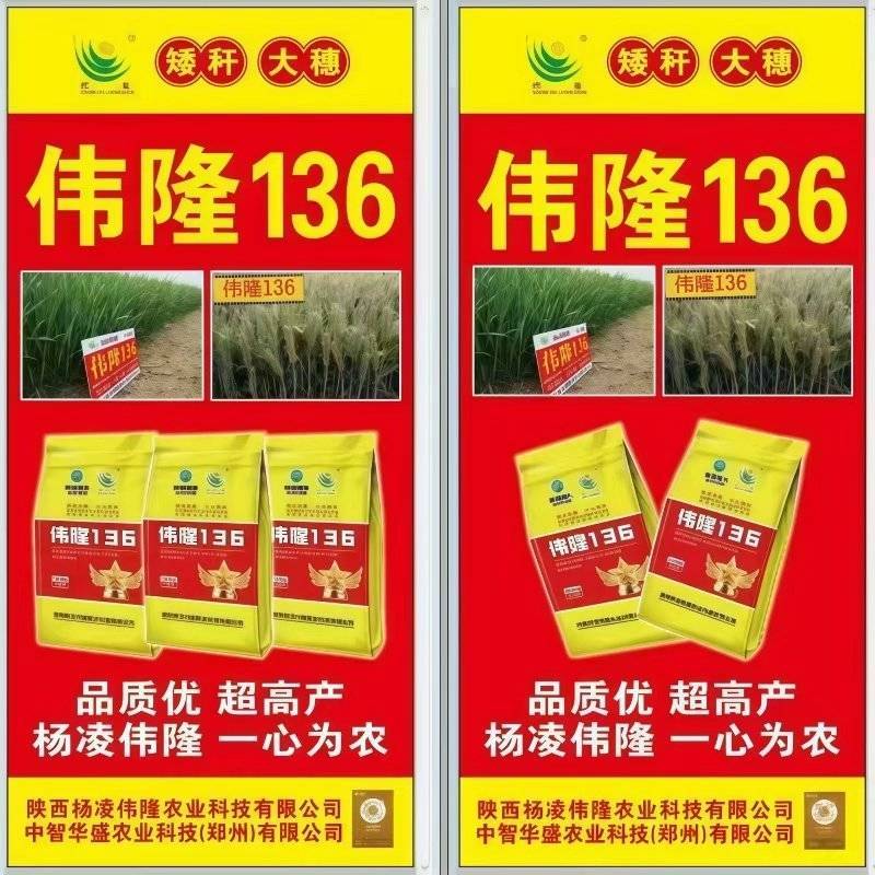河南小麦种子伟龙136小麦种子高产抗寒抗旱稳产