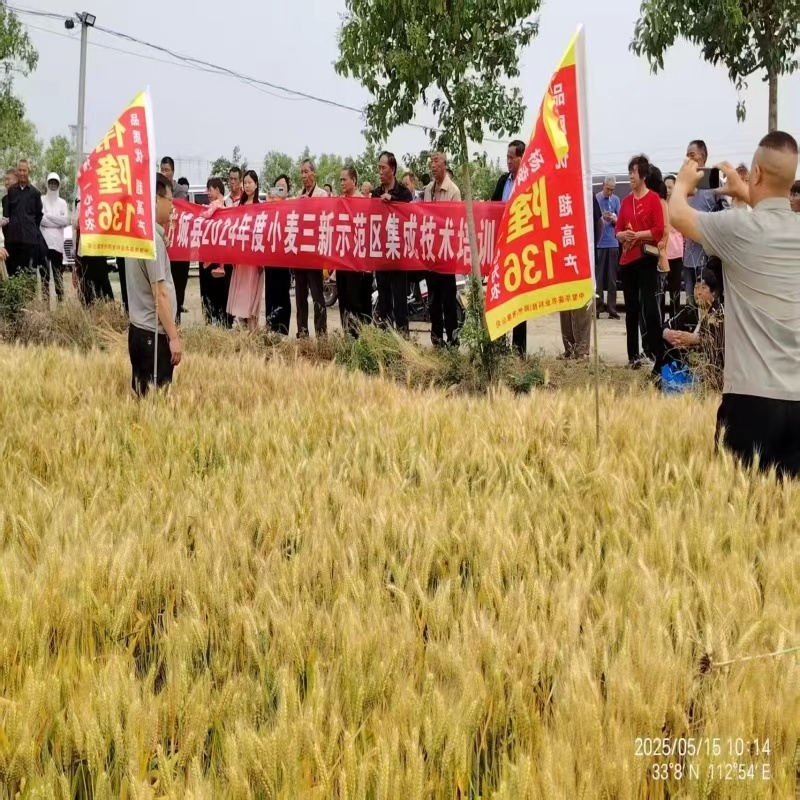 河南小麦种子伟龙136小麦种子高产抗寒抗旱稳产