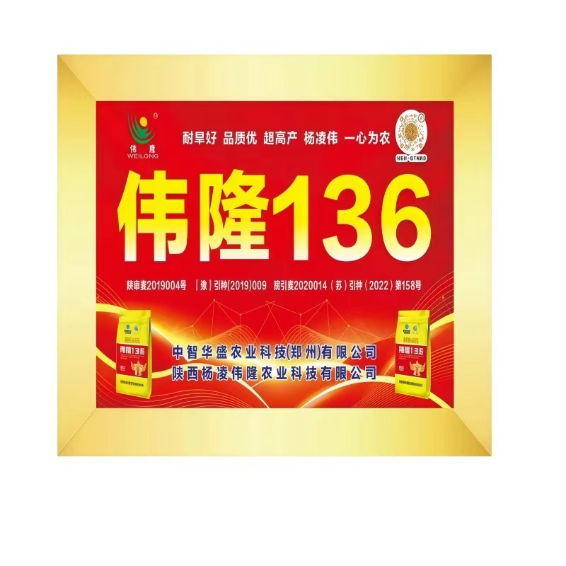 河南小麦种子伟龙136小麦种子高产抗寒抗旱稳产