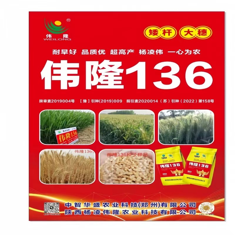 河南小麦种子伟龙136小麦种子高产抗寒抗旱稳产