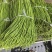 长青豆长豇豆，60~70公分精品新苗冬季大棚新苗货