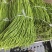 长青豆长豇豆，60~70公分精品新苗冬季大棚新苗货