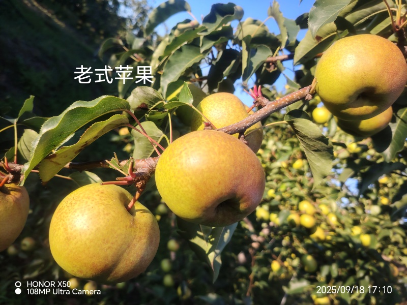 寒红梨和苹果梨大量批发