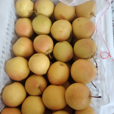 寒红梨和苹果梨大量批发