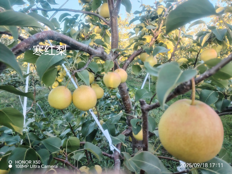 寒红梨和苹果梨大量批发