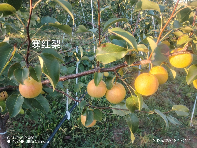 寒红梨和苹果梨大量批发