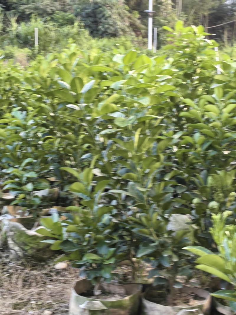 度尾文旦柚苗
