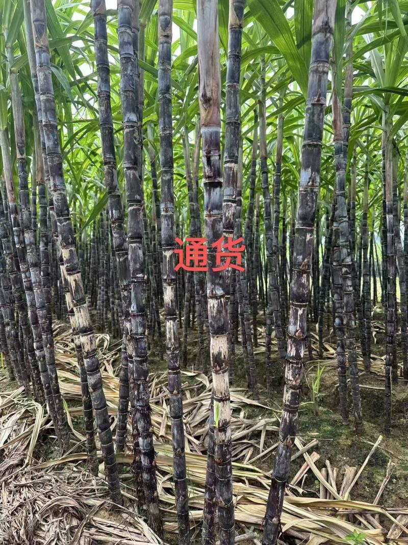 现货黑皮红皮甘蔗电商一件代发市场批发社区团购