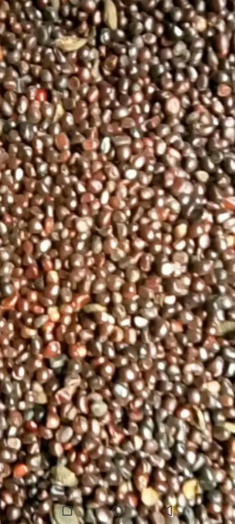 25年新产芍药籽有自己育的种苗基地不满意包退货