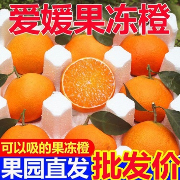 四川眉山爱媛果冻橙，对接商超，电商，一件代发