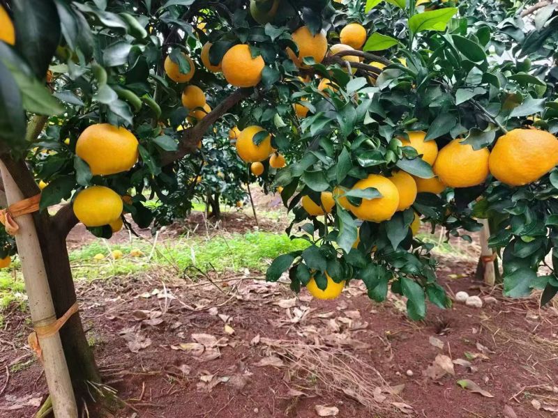四川眉山爱媛果冻橙，对接商超，电商，一件代发