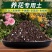 营养土农家绿植花卉专用土专用肥