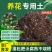 营养土农家绿植花卉专用土专用肥
