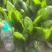 精品大叶波菜大量上市直供平台各大商超
