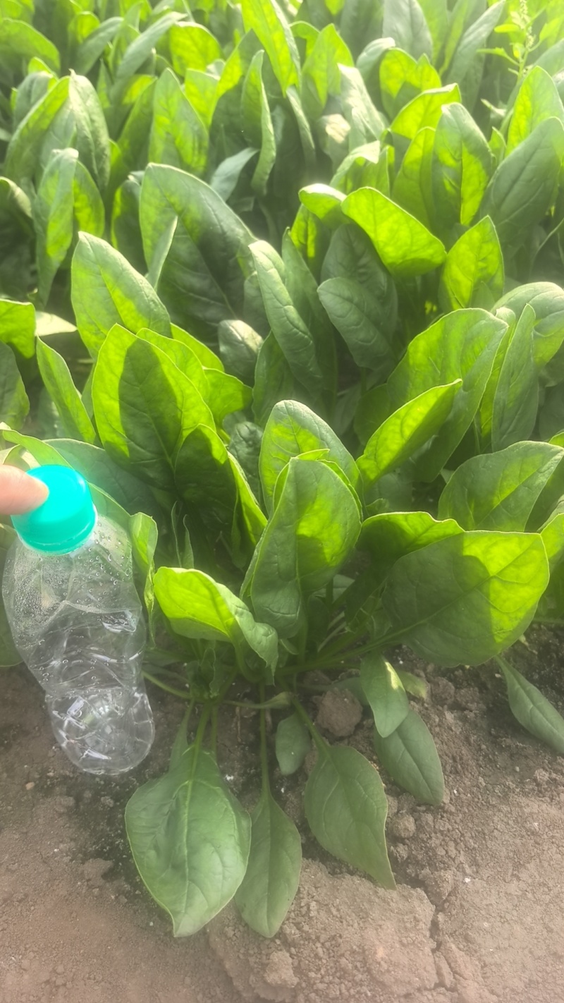 精品大叶波菜大量上市直供平台各大商超