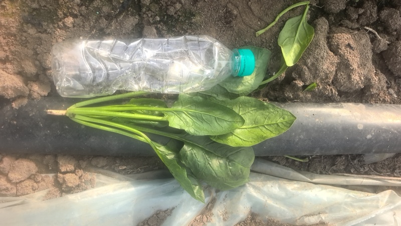 精品大叶波菜大量上市直供平台各大商超